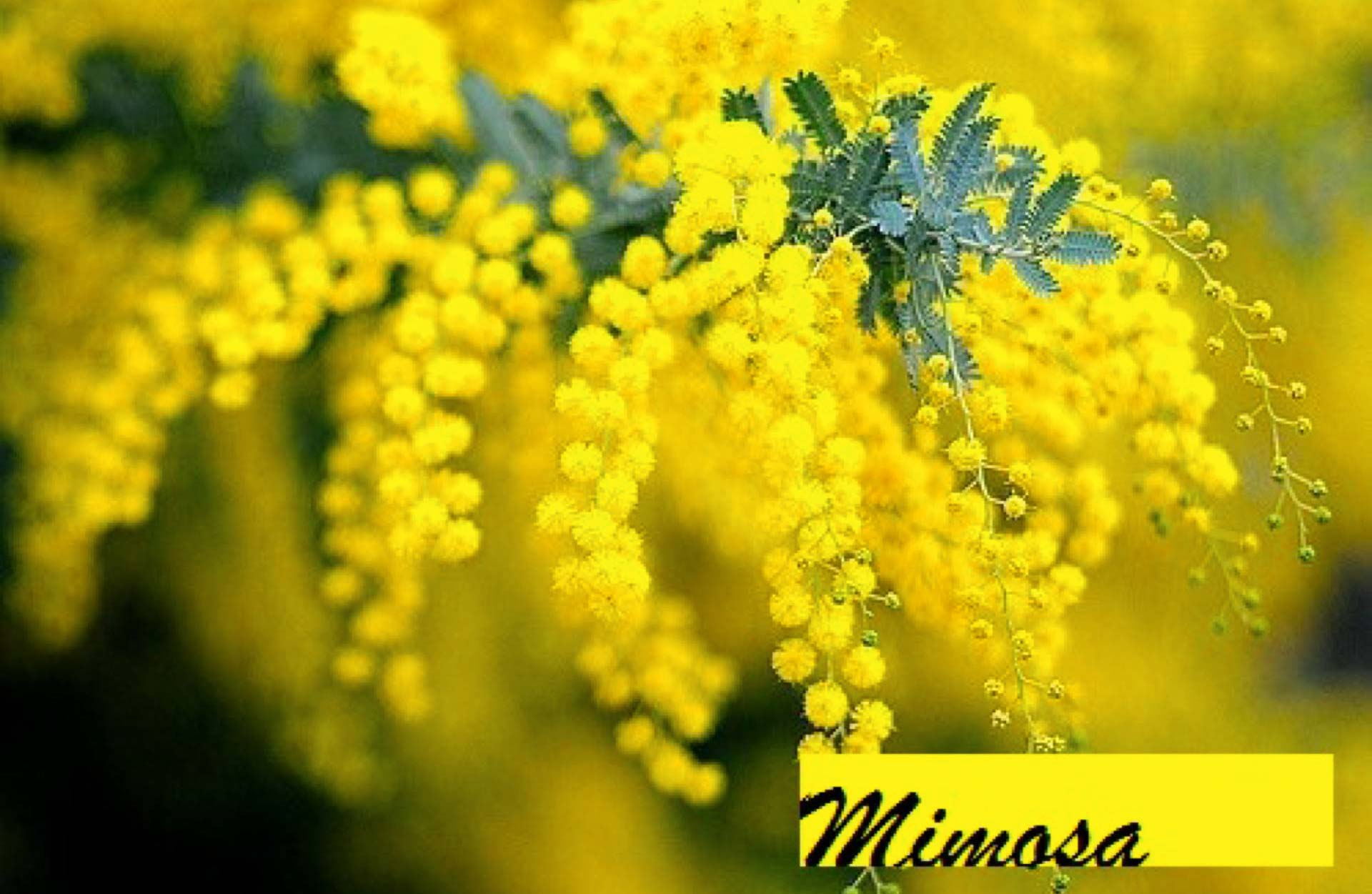Mimosa — English